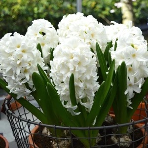 Mutlupaket Hyacinthus Aiolos Beyaz Sümbül Soğanı (3 Adet)