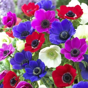 Mutlupaket Coronaria St. Brigid Mix Karışık Anemon Çiçeği Soğanı (5 Adet)