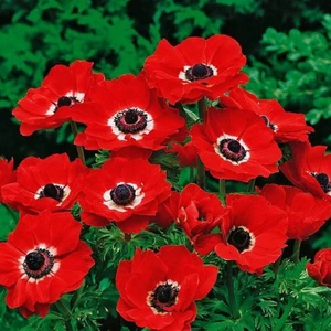 Mutlupaket Red Hollandia Kırmızı Renkli Anemon Çiçeği Soğanı (5 Adet)
