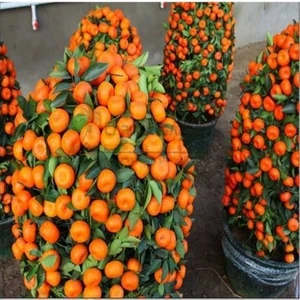 Köy Tohumları 15 Adet Tohum Bodur Bonsai Mandalina Bonzai Ağacı Tohum Süpriz Hediye Bonsai Ağacı Tohum