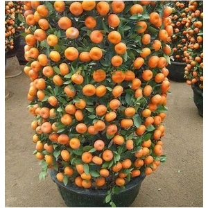 Köy Tohumları 10 Adet Tohum Bodur Bonsai Mandalina Bonzai Ağacı Tohum Süpriz Hediye Bonsai Ağacı Tohum