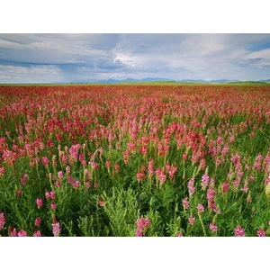 Tarımsal ve Hayvansal Ürünler 10.000 Adet Küçükbaş Hayvan Yemi Korunga Tohumu