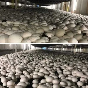 20.000 Adet Beyaz Kültür Mantarı Tohumu