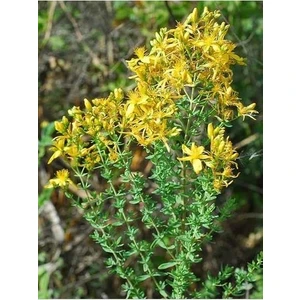 Köy Tohumları 50 Adet Tohum Eko Paket Sarı Kantaron Tohumu Kantaron Tohumu Her Derde Deva Hediye Çiçek Tohumu