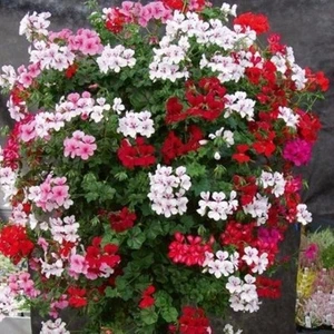 20 Adet Tohum Kraliyet Halısı Tohumu Alyssum Çiçek Tohumu Alyssum Tohumu Hediye Tohumla