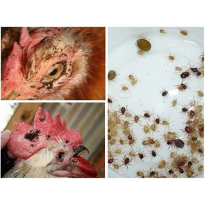 Cegel Ziraat Tavuk Biti ve Kırmızı Örümcek Giderici 500 gr