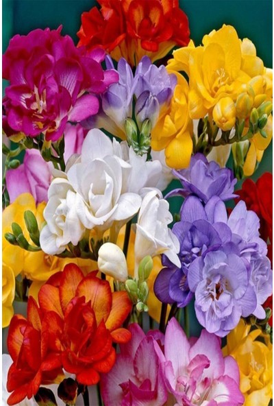 Mert Tarım 20 Adet Karışık Renk Frezya Çiçeği Soğanı Mis Kokulu Katmerli