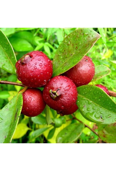 Mutlupaket Tüplü Strawberry Guava (Çilek Guava) Fidanı