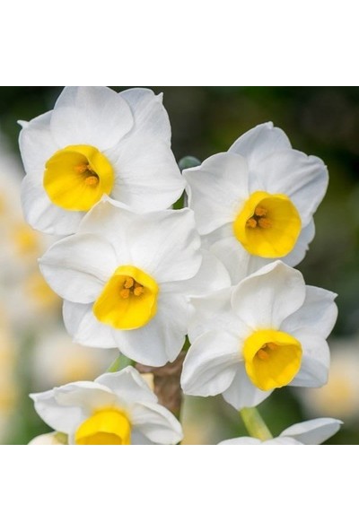 Mutlupaket Ice Folies Sarı Beyaz Nergis Çiçeği Soğanı (5 Adet)