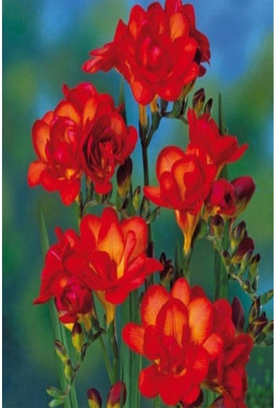 Net Tarım 5 Adet Kırmızı Frezya Çiçeği Soğanı Mis Kokulu Katmerli
