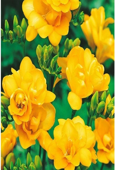 Net Tarım 50 Adet Sarı Frezya Çiçeği Soğanı Mis Kokulu Katmerli