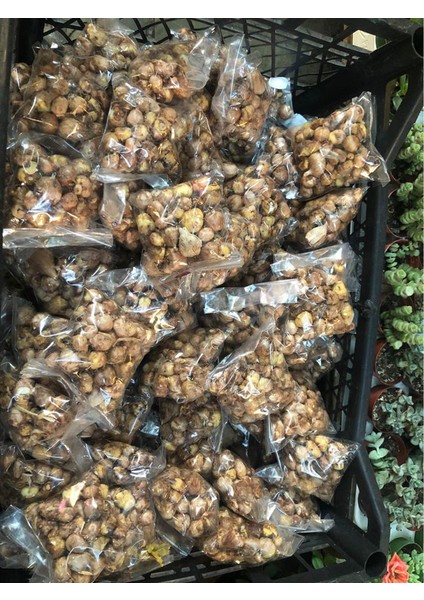 50 Adet Kırmızı Frezya Çiçeği Soğanı Mis Kokulu Katmerli fiyatları