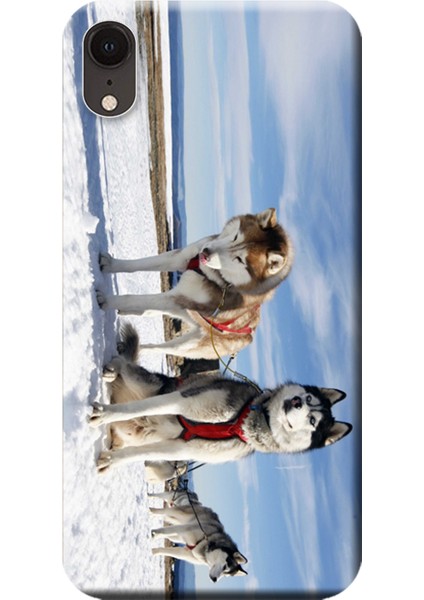 iPhone Xr Kılıf Kızak Husky Eskimo Köpek Baskılı Esnek Tpu SILIKON5200