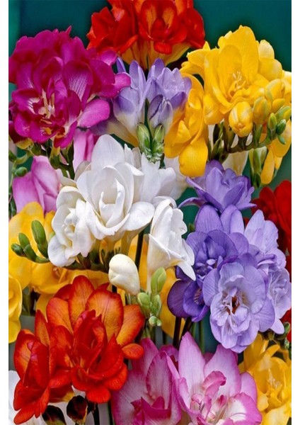 50 Adet Karışık Renk Frezya Çiçeği Soğanı Mis Kokulu Katmerli