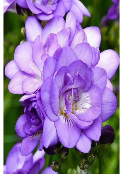 5 Adet Mor Frezya Çiçeği Soğanı Mis Kokulu Katmerli