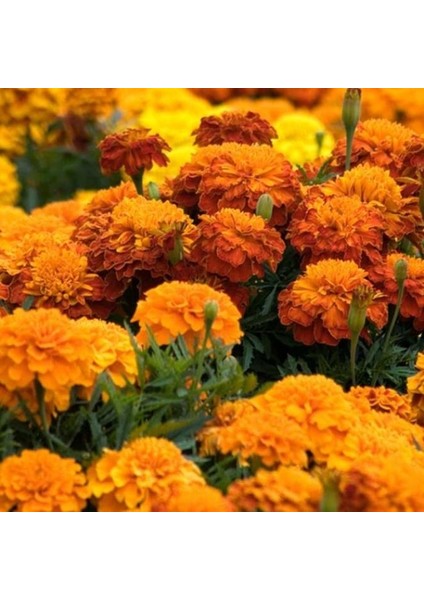 Mutlupaket Turuncu Renkli Iri Çiçekli Kadife Çiçeği Orange Marigold (3 Adet)