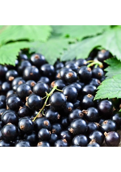 Tüplü Aromatik Siyah Frenk Üzümü Fidanı Meyve Verme Durumunda