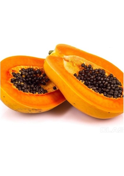 Tüplü Papaya (Ağaç Kavunu) Fidanı (40-90 Cm)