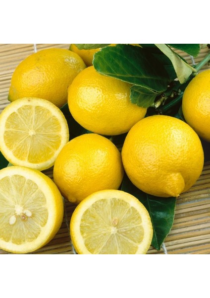Tüplü Yoğun Kokulu Finike Beyaz Limon Fidanı
