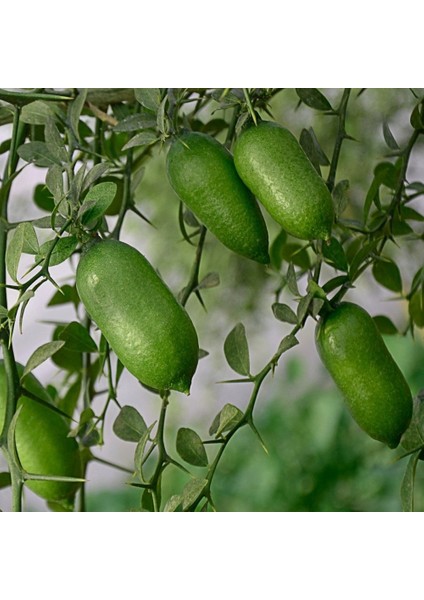 Tüplü Nadir Finger Lime Parmak Limon Fidanı (10-30 Cm)