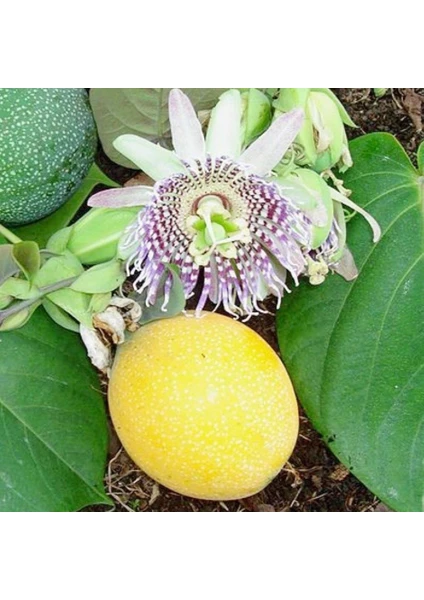 Mutlupaket Tüplü Passiflora Ligularis (Sweet Granidalla) Fidanı