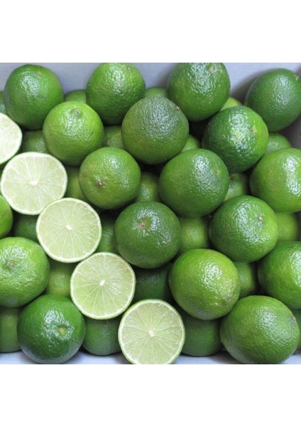 Tüplü Aşılı Nadir Meksika Lime Çekirdeksiz Limon Fidanı