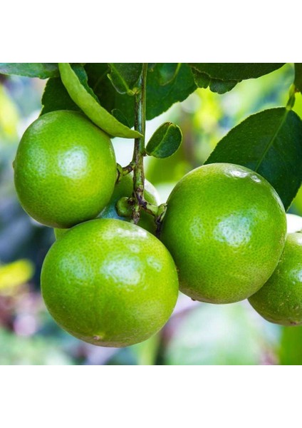 Tüplü Aşılı Lime Quat Çekirdeksiz Limon Fidanı