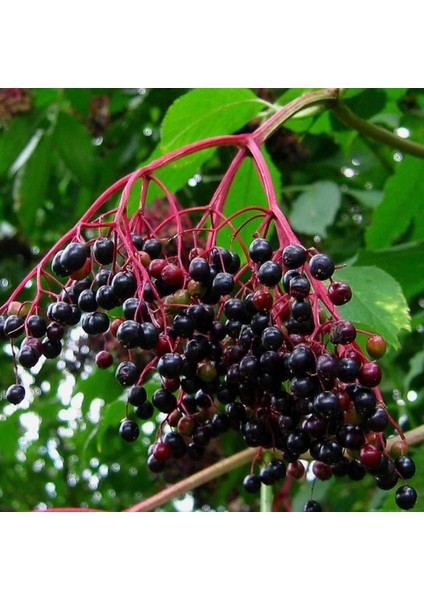 Tüplü Sambucus Nigra Kara Mürver Fidanı (3 Yaş)