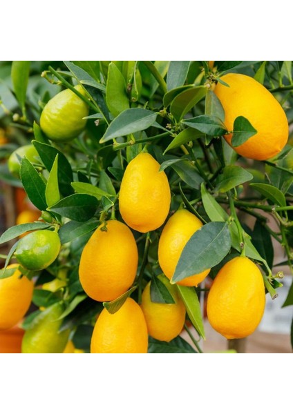 Tüplü Nadir Bulunan Çeşit Tavares Limequat Fidanı