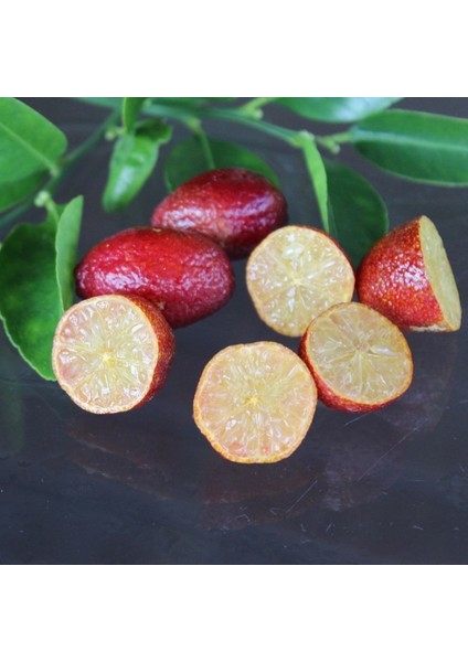 Tüplü Meyve Verme Yaşında Avustralya Blood Lime Fidanı