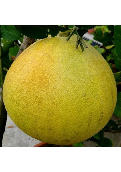 Tüplü Aşılı Ağaç Kavunu Şadok Pomelo Fidanı