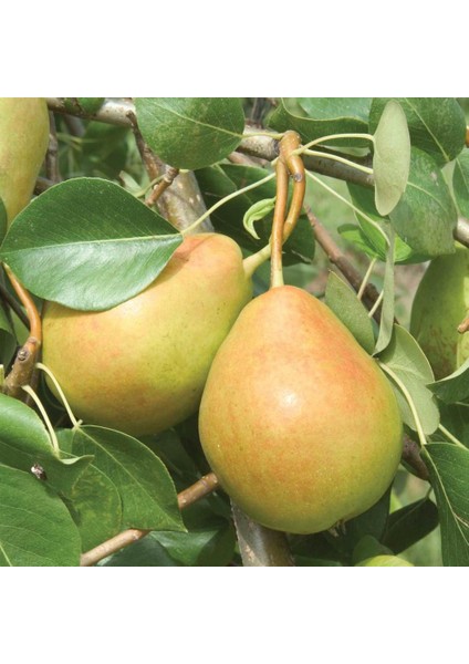 Tüplü Aşılı Tam Bodur Verimli Akçay-77 Armut Fidanı