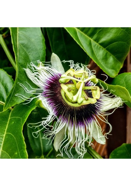 Tüplü Çarkıfelek Pasiflora Edulis Maruçya Fidanı
