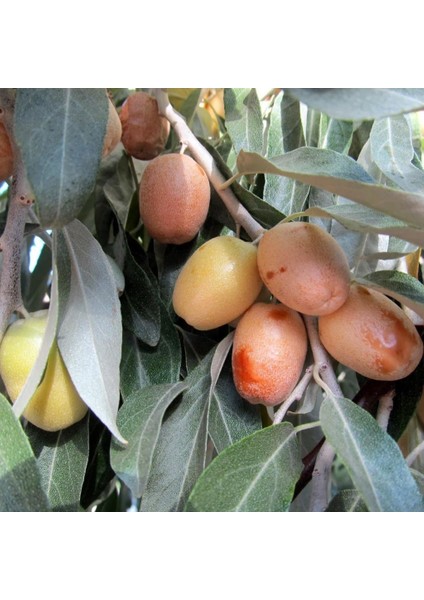 Tüplü Anadolu Iğde Elaeagnus Angustifolia (Rus Zeytini)‏ Fidanı