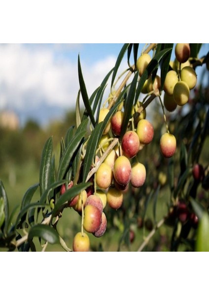 Tüplü Bodur Yağlık Meyve Verme Durumunda Arbequina Zeytin Fidanı