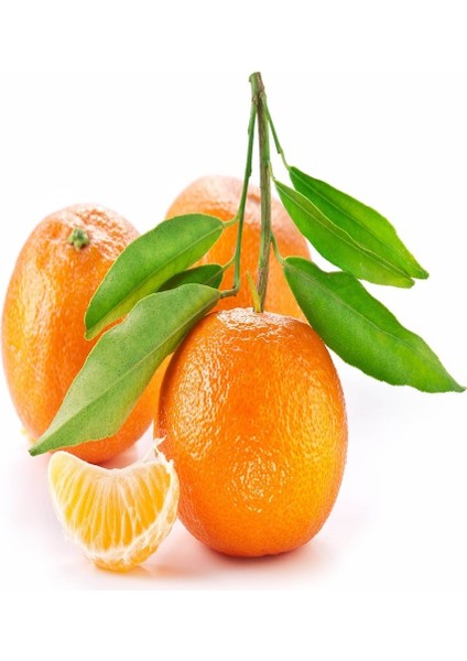 Tüplü Aşılı Aromalı Primasol Mandalinası Fidanı