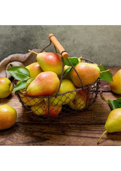 Tüplü Aşılı Tam Bodur Aromalı Williams Bartlet Armut Fidanı