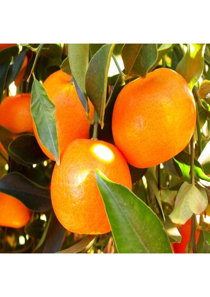 Tüplü Aşılı Kokulu Bodrum Mandalinası Fidanı