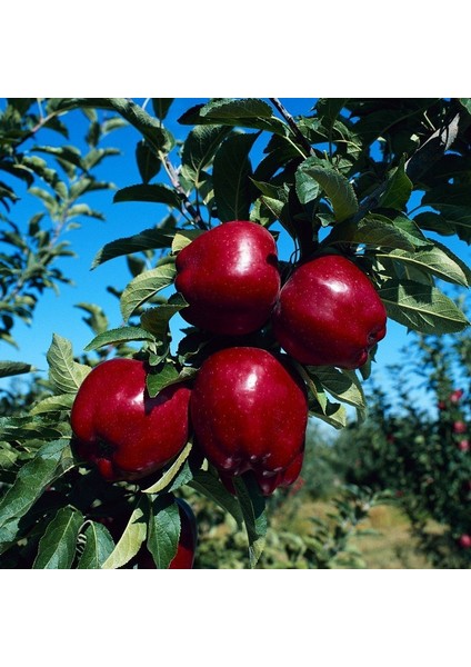 Tüplü Aşılı Yarıbodur Verimli Joremini Elma Fidanı