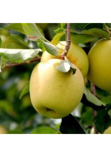 Tüplü Aşılı Tam Bodur Tatlı Sulu Golden Elma Fidanı