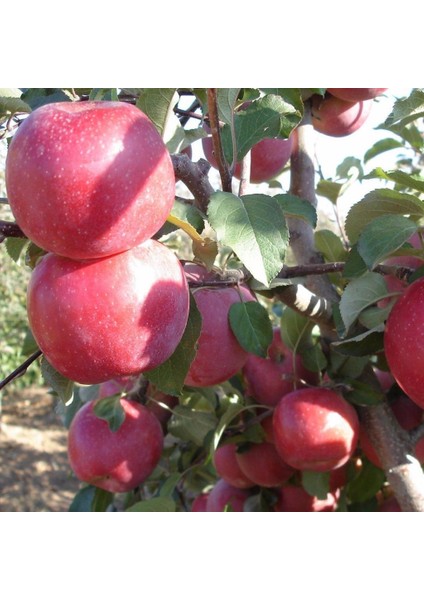 Tüplü Aşılı Yarıbodur Fuji Zhen Aztec (Aztek) Elma Fidanı