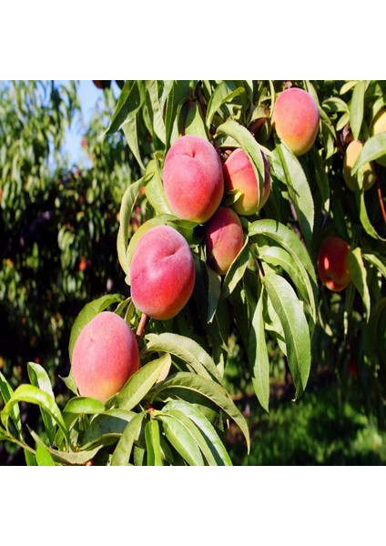 Tüplü Aşılı Yarı Bodur Verimli O'henry Şeftali Fidanı