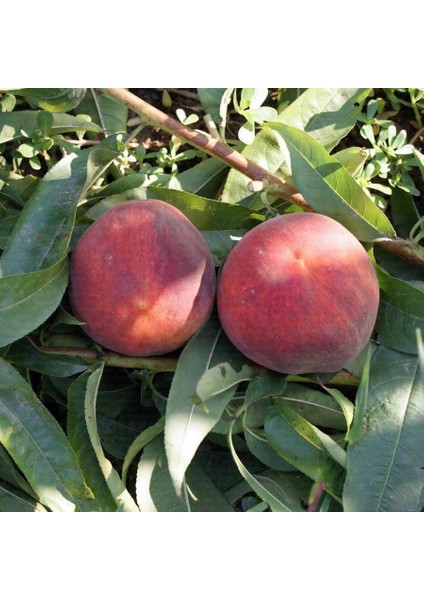 Tüplü Aşılı Yarı Bodur Monreo Şeftali Fidanı