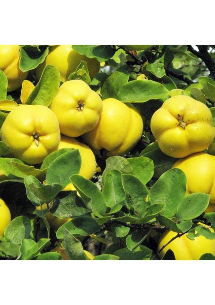 Tüplü Aşılı Yarıbodur Verimli Eşme Ayva Fidanı