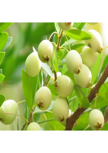 Tüplü Beyaz Şifa Kaynağı Murt Fidanı(Meyve Verme Yaşında)