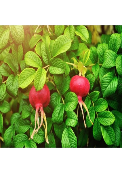 Tüplü Şifalı Rosa Rugoso Kuşburnu Fidanı