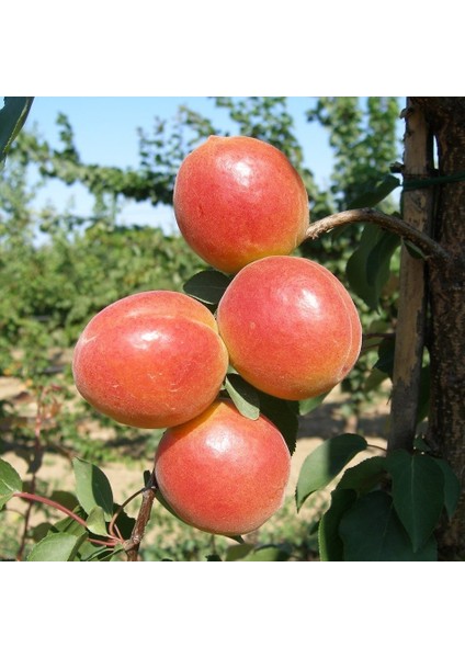 Tüplü Aşılı Iri Meyveli Verimli Perfect Red Aldeniz Kayısı Fidanı