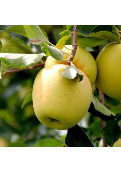 Tüplü Aşılı Yarıbodur Verimli Aromatik Golden Elma Fidanı