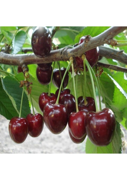 Tüplü Aşılı Kalp Şeklinde Summit Kiraz Fidanı