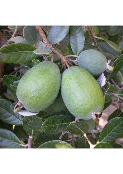 Tüplü Aromatik Feijoa Kaymak Ağacı Fidanı